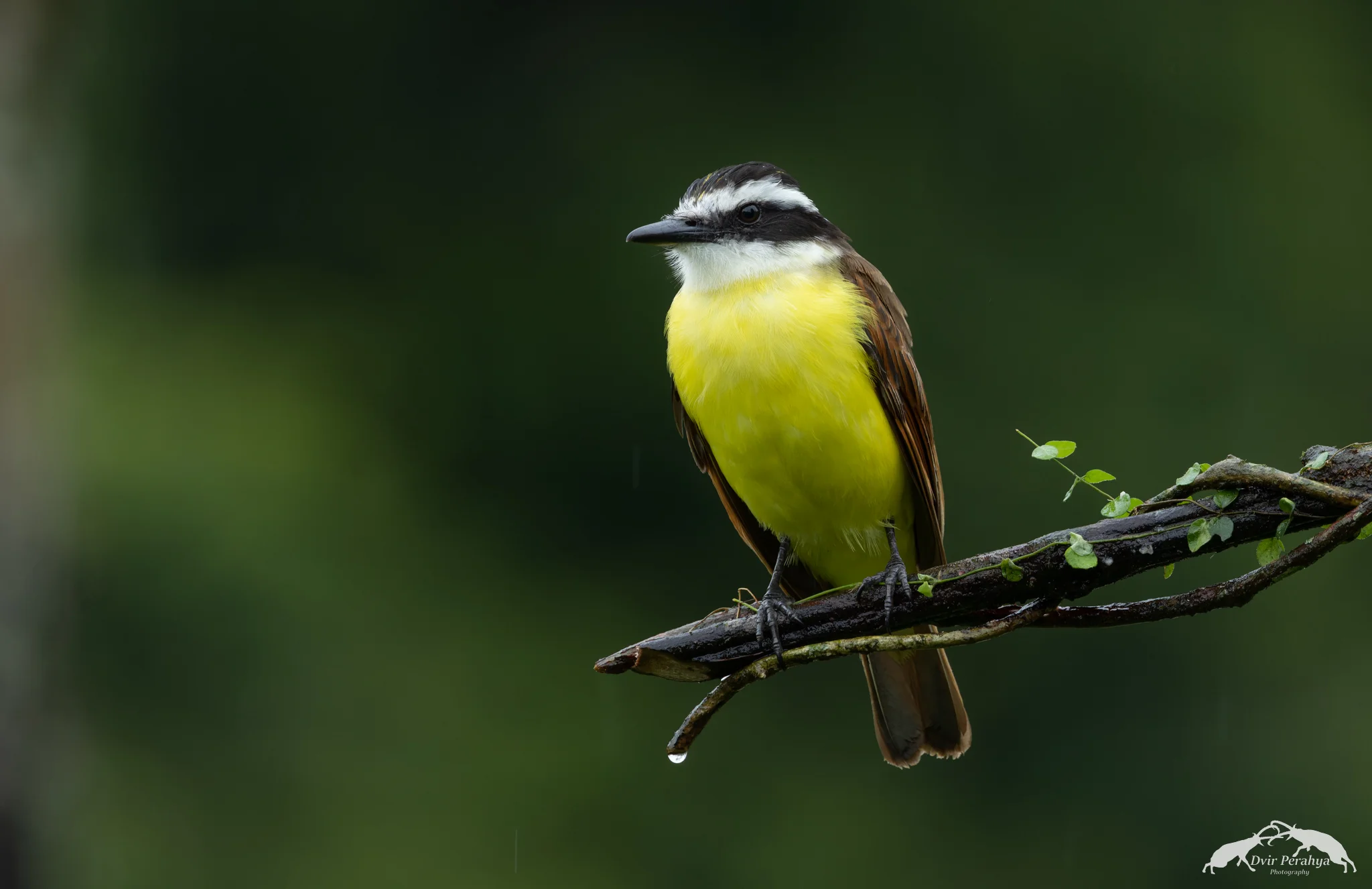 Great Kiskadee, Costa Rica Rainforest